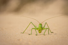 Closeup Shot Of A Grasshopper Crawling On Sand