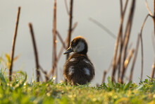 Shallow Focus Shot Of A Duckling On A Meadow