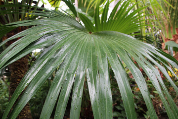 Sticker - Closeup shot of green palm leaves with raindrops