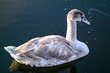 Young gray swan swimming on the water.