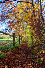 Poster - Beautiful pathway full of fallen yellow leaves in the field on a sunny day