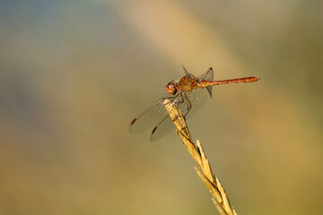 Canvas Print - Small dragonfly sitting on a twig