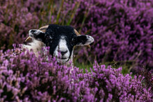 Black And White Sheep Sitting In Heather Flowers, Beautiful Scenery With Sheep In Purple Heather Bushes On Hillside In Peak District National Park