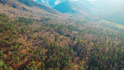 Beautiful dense forest in europe