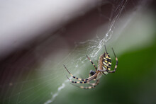 Closeup Shot Of Argiope Bruennichi Spider On The Web In The Forest Against A Green Background