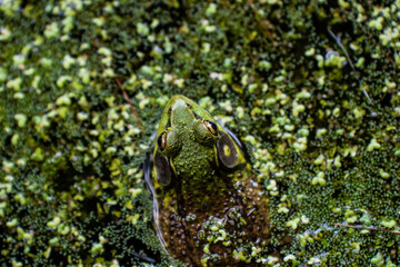 Sticker - Overhead shot of a green frog on a pond