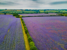 Aerial View Of A Beautiful Field With Blooming Purple Wildflowers