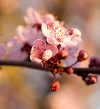 Closeup Shot Of Blooming Pink Cherry Blossom Tree Branches