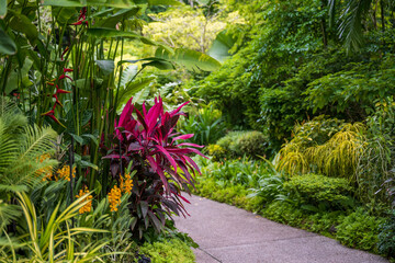 Wall Mural - walking trail through the beautiful blooming singapore botanical gardens