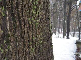 Poster - snow covered trees