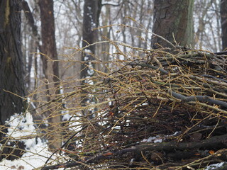 Poster - nest on tree