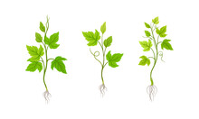 Young Grape Seedlings With Root And Green Leaves Vector Illustration