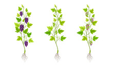 Grape Seedlings With Root, Green Leaves And Grape Bunches Vector Illustration