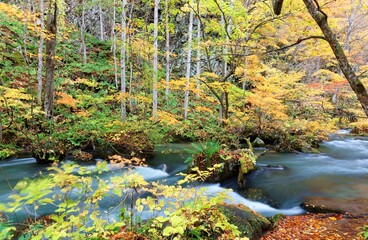  Mystical Oirase River flowing through an autumn forest with fallen leaves on mossy rocks in Towada Hachimantai National Park in Aomori, Japan ~ Beautiful scenery of Japanese countryside in fall season