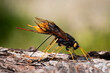 A giant woodwasp drilling into a piece of wood