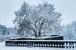 Magnolia tree covered in snow, during a snowstorm in Geneva, Susse, winter 2021