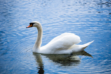 Wall Mural - White swan swimming on a pond