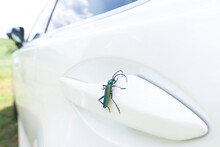 Musk Beetle Sitting On A Vehicle Door Handle