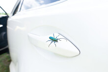 Beetle Sitting On A Car Door Handle