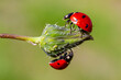 Close-up of a ladybird eating an aphid