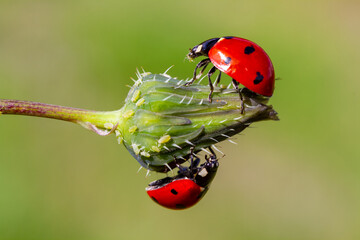 Wall Mural - Close-up of a ladybird eating an aphid