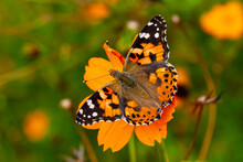 Painted Lady Butterfly, Vanessa Cardui