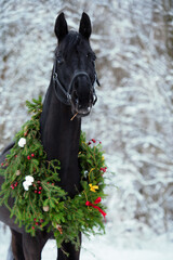 Canvas Print - portrait of beautiful black horse with christmas wreath posing in snowing forest. winter