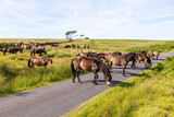 A herd of Exmoor ponies crossing a lane on the moorland of Exmoor National Park near Lucott Cross, Somerset UK