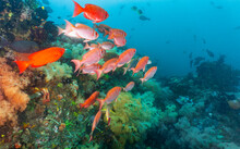 A Group Of Red Snapper Around Komodo Island