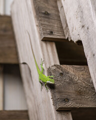 Sticker - Anole lizard on a wooden surface