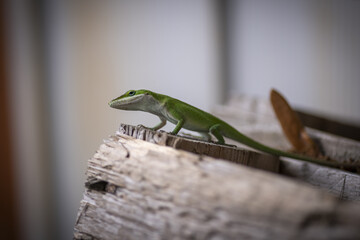 Poster - Anole lizard on a wooden surface