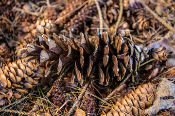 Canvas Print - Closeup shot of a pile of pinecones on a forest floor