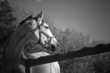 Portrait Of A Young Purebred Foal. Head Of A Thoroughbred Horse, Black And White Photo.
