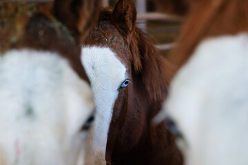Wall Mural - Bald face and blue eyes of young horses on ranch closeup.