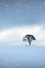 Wall Mural - winter landscape with snow covered tree .christmas background.