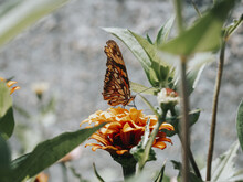 Beautiful View Of The Variegated Fritillary Butterfly On Marigold Flower