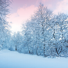 Wall Mural - winter landscape with snow covered trees .christmas background.