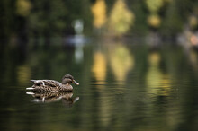 Closeup Shot Of A Brown Duck Swimming In A Pond