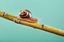 A Large Snail With Horns And A Brown Shell Crawls Along A Branch On A Green Background
