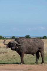 Wall Mural - Africa, Kenya, Laikipia Plateau, Ol Pejeta Conservancy. African buffalo aka Cape buffalo