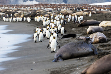 Sticker - Southern Ocean, South Georgia. A large group of king penguins walk at the edge of the water avoiding the elephant seals.