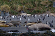 Southern Ocean, South Georgia, Cooper Bay, southern elephant seal, gentoo penguin. View of the beach with elephant seals, and gentoo penguins.