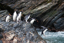 Southern Ocean, South Georgia, Cooper Bay. Macaroni Penguins Stand On A Rocky Outcrop Before Launching Themselves Into The Roiling Sea.