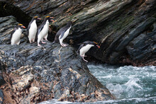 Southern Ocean, South Georgia, Cooper Bay. Macaroni Penguins Stand On A Rocky Outcrop Before Launching Themselves Into The Roiling Sea.