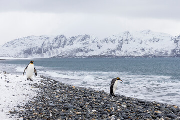 Wall Mural - Southern Ocean, South Georgia, Salisbury Plain. After a snowfall, the beach at Salisbury Plain with its penguin inhabitants appears clean