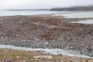 Poster - Southern Ocean, South Georgia, St. Andrew's Bay. View of a sparsely populated colony after a big storm where many chicks died.