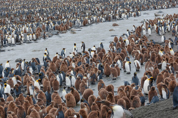 Sticker - Southern Ocean, South Georgia, St. Andrew's Bay. A meltwater river flows through the colony and the penguins line its edges.