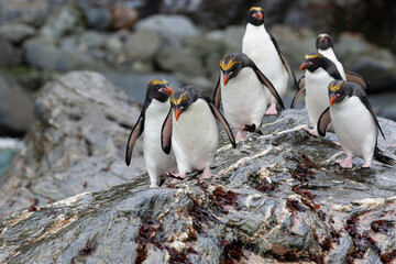 Wall Mural - Southern Ocean, South Georgia, Cooper Bay, macaroni penguin. A group of macaroni penguins moves along the rocks toward the sea.