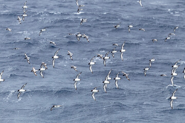 Sticker - Southern Ocean, South Georgia, cape petrel or pintado, Daption capense. Flocks of cape petrels follow the ship off the coast of South Georgia.