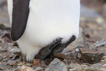 Canvas Print - Southern Ocean, South Georgia. To cool itself, the penguin raises its feet and sits on its heels.